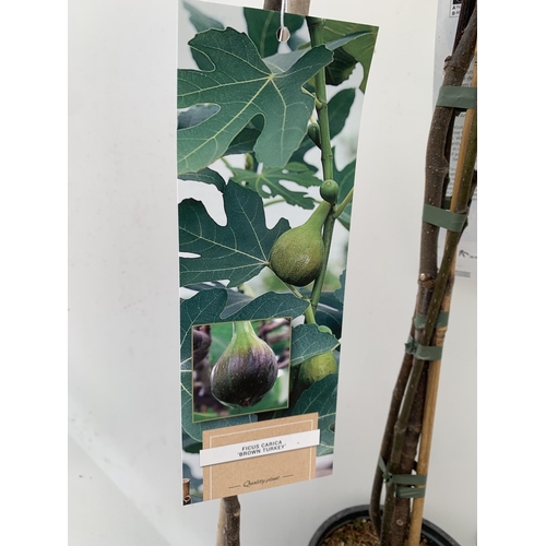 150 - TWO FIG FICUS CARICA 'BROWN TURKEY' IN 3 LTR POTS. APPROX 90CM IN HEIGHT TO BE SOLD FOR THE TWO. NO ... 