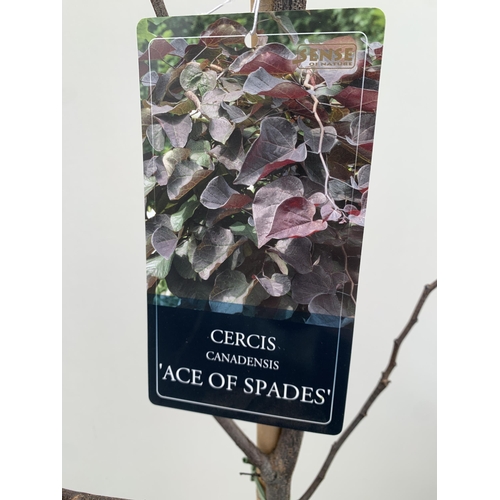 152 - ONE CERCIS CANADENSIS - EASTERN REDBUD 'ACE OF SPADES'. A LARGE DECIDUOUS MULTI STEMMED TREE WITH EA... 