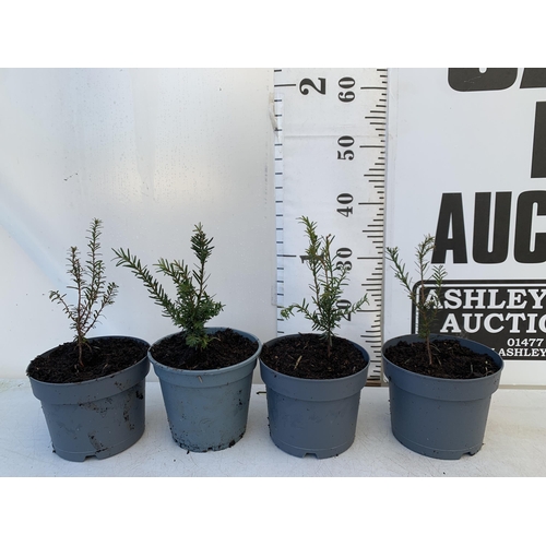 153 - FOUR TAXUS BACCATA YEW HEDGING PLANTS IN 2 LTR POTS. APPROX 40CM IN HEIGHT TO BE SOLD FOR THE FOUR