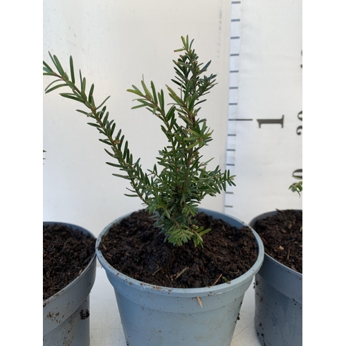 153 - FOUR TAXUS BACCATA YEW HEDGING PLANTS IN 2 LTR POTS. APPROX 40CM IN HEIGHT TO BE SOLD FOR THE FOUR