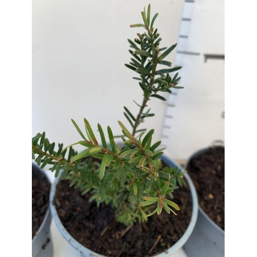 153 - FOUR TAXUS BACCATA YEW HEDGING PLANTS IN 2 LTR POTS. APPROX 40CM IN HEIGHT TO BE SOLD FOR THE FOUR