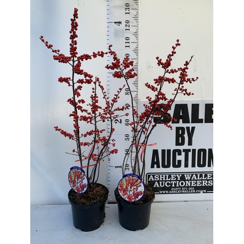 154 - TWO LARGE HOLLY ILEX VERTICILLATA WINTERBERRY IN 5 LTR POTS. APPROX 110-130CM TALL LADEN WITH BERRIE... 