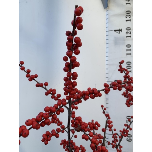 154 - TWO LARGE HOLLY ILEX VERTICILLATA WINTERBERRY IN 5 LTR POTS. APPROX 110-130CM TALL LADEN WITH BERRIE... 