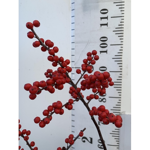 154 - TWO LARGE HOLLY ILEX VERTICILLATA WINTERBERRY IN 5 LTR POTS. APPROX 110-130CM TALL LADEN WITH BERRIE... 