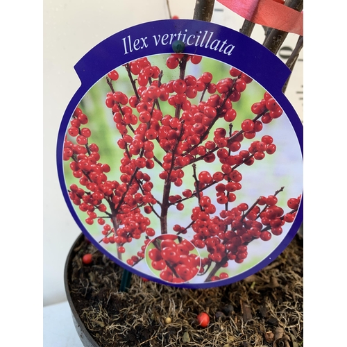 154 - TWO LARGE HOLLY ILEX VERTICILLATA WINTERBERRY IN 5 LTR POTS. APPROX 110-130CM TALL LADEN WITH BERRIE... 