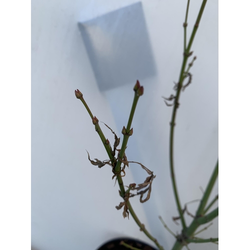 155 - TWO ACER PALMATUMS 'JERRE SCHWARTZ' AND 'GOING GREEN' IN 3 LTR POTS. APPROX 80-100CM IN HEIGHT TO BE... 