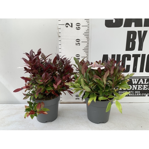 156 - TWO LEUCOTHOE 'SCARLETTA ZEBLID' IN 2 LTR POTS. GREAT COLOUR SHRUBS APPROX 40-50CM IN HEIGHT. TO BE ... 