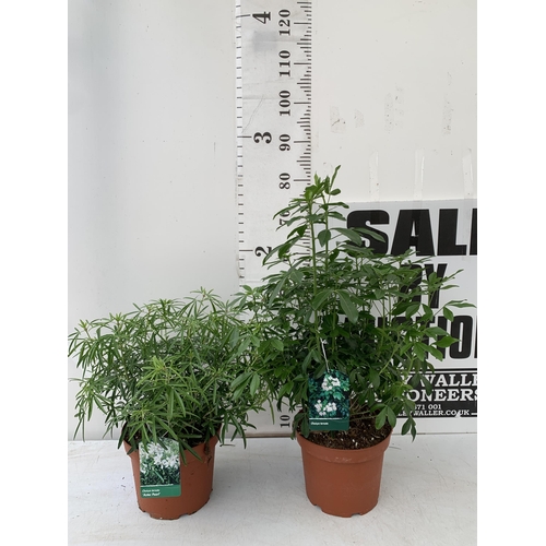 157 - TWO LARGE CHOSIYA VARIETIES TERNATA AND 'AZTEC PEARL' IN 5 LTR POTS. APPROX 60-80CM IN HEIGHT TO BE ... 