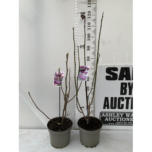 158 - TWO LARGE MAGNOLIA VARIETIES IN BUD- DARK PINK 'WINELIGHT' AND PURPLE 'BLACK TULIP'. IN 5 LTR POTS A... 