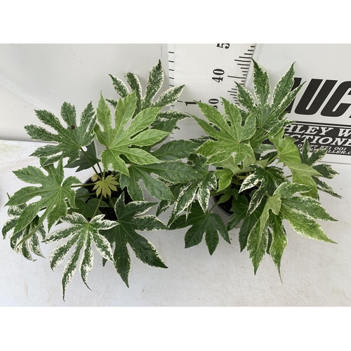 159 - TWO FATSIA JAPONICA VARIEGATED 'SPIDER'S WEB' IN 2 LTR POTS. APPROX 50CM IN HEIGHT TO BE SOLD FOR TH... 