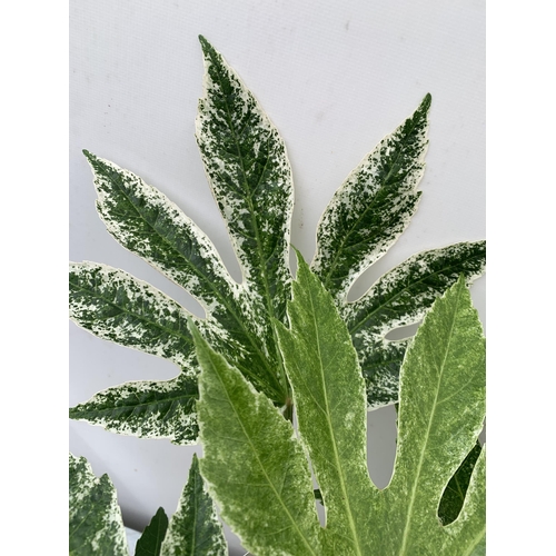 159 - TWO FATSIA JAPONICA VARIEGATED 'SPIDER'S WEB' IN 2 LTR POTS. APPROX 50CM IN HEIGHT TO BE SOLD FOR TH... 