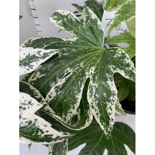 159 - TWO FATSIA JAPONICA VARIEGATED 'SPIDER'S WEB' IN 2 LTR POTS. APPROX 50CM IN HEIGHT TO BE SOLD FOR TH... 