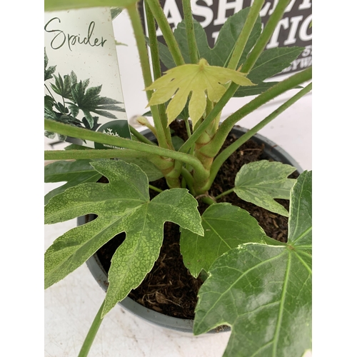 159 - TWO FATSIA JAPONICA VARIEGATED 'SPIDER'S WEB' IN 2 LTR POTS. APPROX 50CM IN HEIGHT TO BE SOLD FOR TH... 