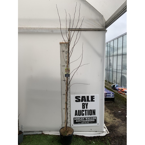 160 - ONE CERCIS CANADENSIS - EASTERN REDBUD 'MERLOT'. A STUNNING LARGE DECIDUOUS MULTI STEMMED TREE WITH ... 