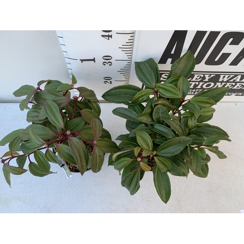 17 - TWO VIBURNUM DAVIDII IN 2 LTR POTS. HAS VIBRANT BLACK BERRIES IN SUMMER. APPROX 40CM IN HEIGHT TO BE... 