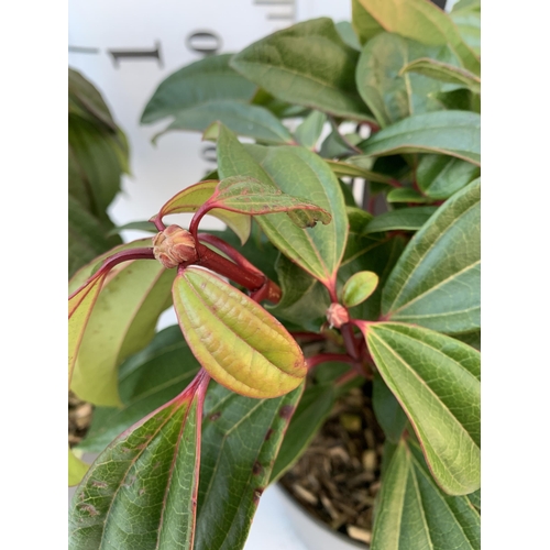 17 - TWO VIBURNUM DAVIDII IN 2 LTR POTS. HAS VIBRANT BLACK BERRIES IN SUMMER. APPROX 40CM IN HEIGHT TO BE... 