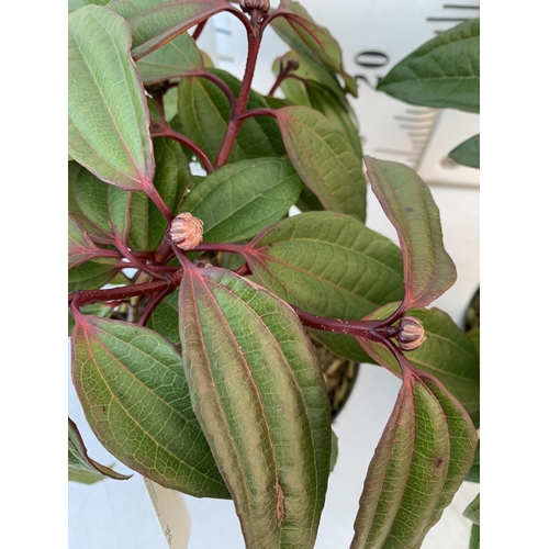 17 - TWO VIBURNUM DAVIDII IN 2 LTR POTS. HAS VIBRANT BLACK BERRIES IN SUMMER. APPROX 40CM IN HEIGHT TO BE... 