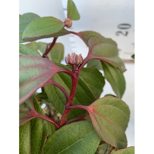 17 - TWO VIBURNUM DAVIDII IN 2 LTR POTS. HAS VIBRANT BLACK BERRIES IN SUMMER. APPROX 40CM IN HEIGHT TO BE... 