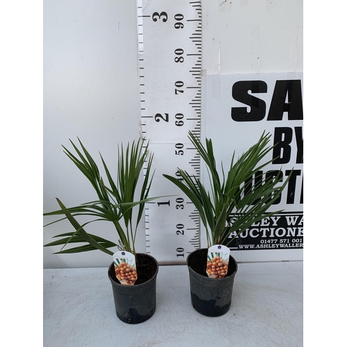 18 - TWO CHAMAEROPS HUMILIS PLANTS IN 2 LTR POTS. APPROX 60CM IN HEIGHT TO BE SOLD FOR THE TWO