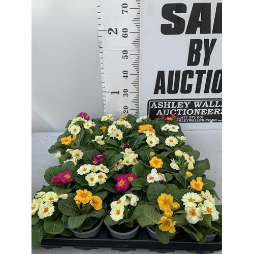 19 - TWO TRAYS OF THIRTY MIXED COLOUR PRIMULA PLANTS IN 9CM POTS, TO BE SOLD FOR THE THIRTY