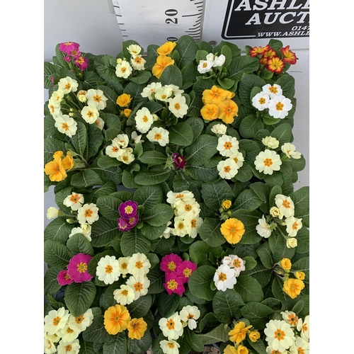 19 - TWO TRAYS OF THIRTY MIXED COLOUR PRIMULA PLANTS IN 9CM POTS, TO BE SOLD FOR THE THIRTY