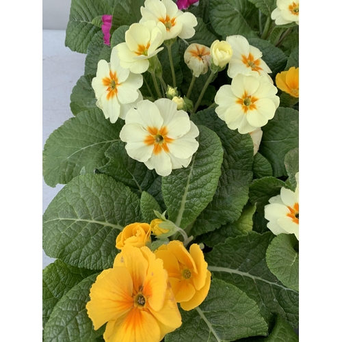 19 - TWO TRAYS OF THIRTY MIXED COLOUR PRIMULA PLANTS IN 9CM POTS, TO BE SOLD FOR THE THIRTY