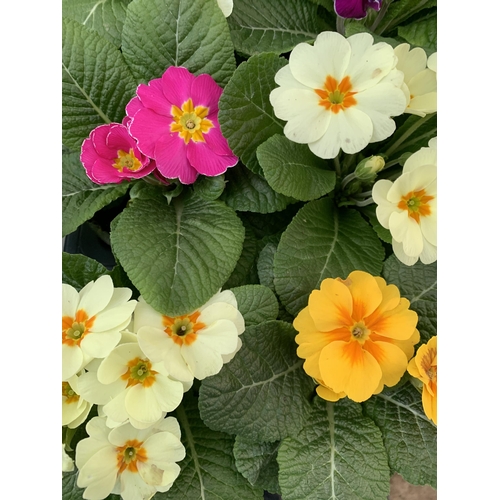 19 - TWO TRAYS OF THIRTY MIXED COLOUR PRIMULA PLANTS IN 9CM POTS, TO BE SOLD FOR THE THIRTY