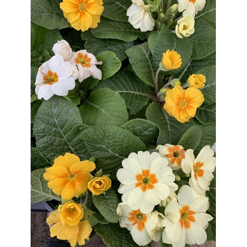 19 - TWO TRAYS OF THIRTY MIXED COLOUR PRIMULA PLANTS IN 9CM POTS, TO BE SOLD FOR THE THIRTY