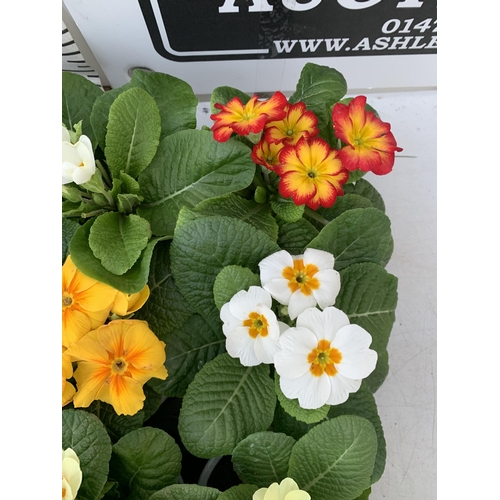 19 - TWO TRAYS OF THIRTY MIXED COLOUR PRIMULA PLANTS IN 9CM POTS, TO BE SOLD FOR THE THIRTY