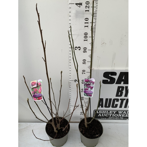 2 - TWO LARGE MAGNOLIA VARIETIES IN BUD- DARK PINK 'GENIE' AND DARK PURPLE 'BLACK TULIP'. IN 5 LTR POTS ... 