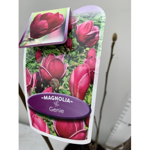 2 - TWO LARGE MAGNOLIA VARIETIES IN BUD- DARK PINK 'GENIE' AND DARK PURPLE 'BLACK TULIP'. IN 5 LTR POTS ... 