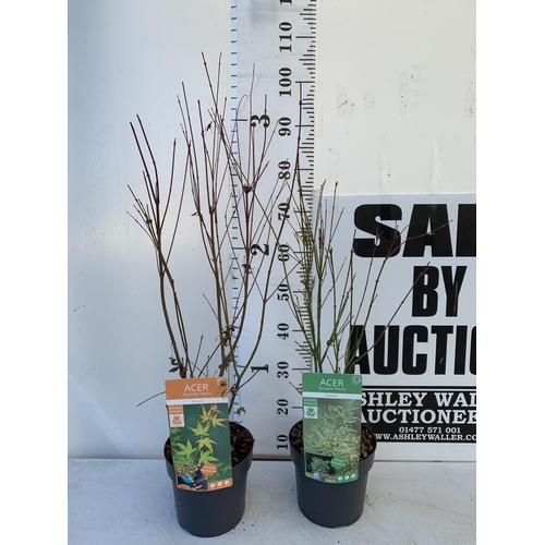 20 - TWO ACER PALMATUMS 'KATSURA' AND 'BUTTERFLY' IN BUD IN 3 LTR POTS. APPROX 80-100CM IN HEIGHT TO BE S... 