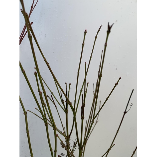 20 - TWO ACER PALMATUMS 'KATSURA' AND 'BUTTERFLY' IN BUD IN 3 LTR POTS. APPROX 80-100CM IN HEIGHT TO BE S... 