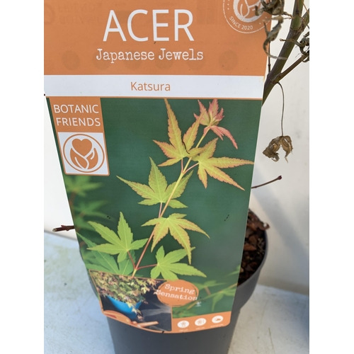 20 - TWO ACER PALMATUMS 'KATSURA' AND 'BUTTERFLY' IN BUD IN 3 LTR POTS. APPROX 80-100CM IN HEIGHT TO BE S... 