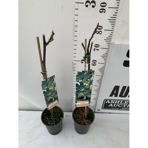 3 - TWO FIG FICUS CARICA 'BROWN TURKEY' IN 3 LTR POTS. APPROX 90CM IN HEIGHT TO BE SOLD FOR THE TWO. NO ... 