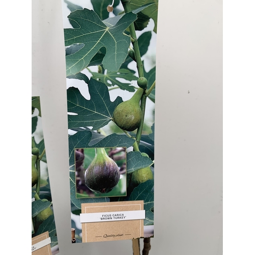 3 - TWO FIG FICUS CARICA 'BROWN TURKEY' IN 3 LTR POTS. APPROX 90CM IN HEIGHT TO BE SOLD FOR THE TWO. NO ... 