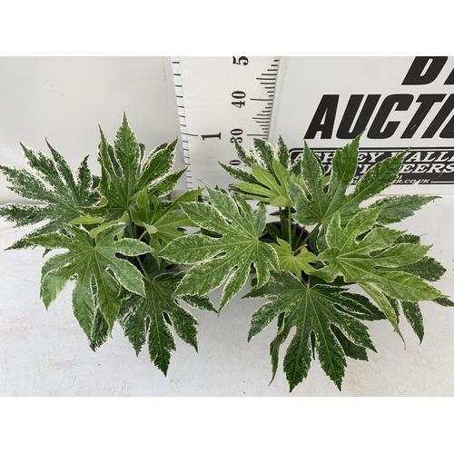 4 - TWO FATSIA JAPONICA VARIEGATED 'SPIDER'S WEB' IN 2 LTR POTS. APPROX 50CM IN HEIGHT TO BE SOLD FOR TH... 