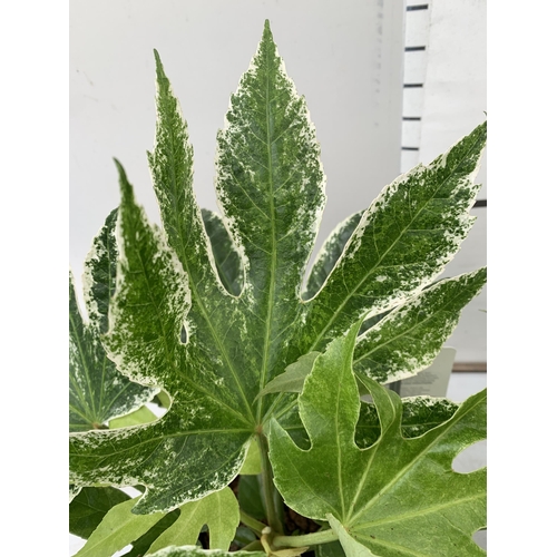 4 - TWO FATSIA JAPONICA VARIEGATED 'SPIDER'S WEB' IN 2 LTR POTS. APPROX 50CM IN HEIGHT TO BE SOLD FOR TH... 