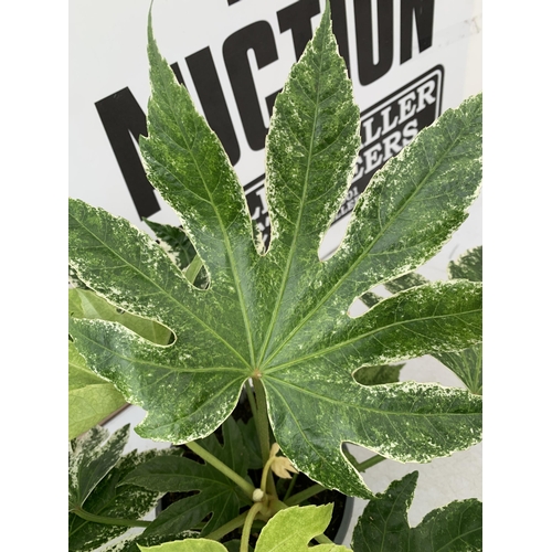 4 - TWO FATSIA JAPONICA VARIEGATED 'SPIDER'S WEB' IN 2 LTR POTS. APPROX 50CM IN HEIGHT TO BE SOLD FOR TH... 