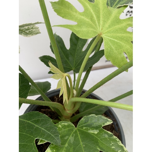 4 - TWO FATSIA JAPONICA VARIEGATED 'SPIDER'S WEB' IN 2 LTR POTS. APPROX 50CM IN HEIGHT TO BE SOLD FOR TH... 