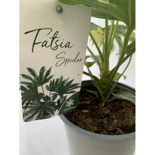 4 - TWO FATSIA JAPONICA VARIEGATED 'SPIDER'S WEB' IN 2 LTR POTS. APPROX 50CM IN HEIGHT TO BE SOLD FOR TH... 