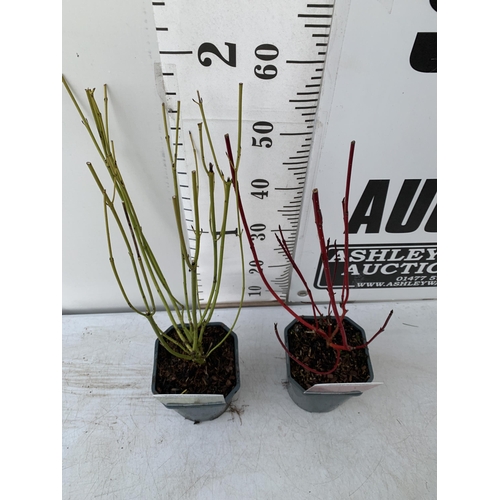 6 - TWO CORNUS VARIETIES, BRIGHT GREEN 'FLAVIRAMEA' AND RED 'SIBIRICA'. IN 2 LTR POTS, APPROX 60CM IN HE... 