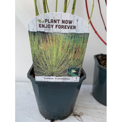 6 - TWO CORNUS VARIETIES, BRIGHT GREEN 'FLAVIRAMEA' AND RED 'SIBIRICA'. IN 2 LTR POTS, APPROX 60CM IN HE... 