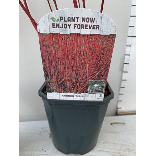 6 - TWO CORNUS VARIETIES, BRIGHT GREEN 'FLAVIRAMEA' AND RED 'SIBIRICA'. IN 2 LTR POTS, APPROX 60CM IN HE... 