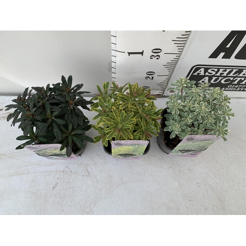 7 - THREE EUPHORBIA VARIETIES 'PURPUREA', 'ASCOTT RAINBOW' AND 'SILVER SWAN'. IN 2 LTR POTS. APPROX 30CM... 