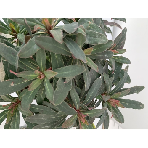 7 - THREE EUPHORBIA VARIETIES 'PURPUREA', 'ASCOTT RAINBOW' AND 'SILVER SWAN'. IN 2 LTR POTS. APPROX 30CM... 