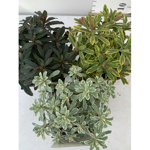 7 - THREE EUPHORBIA VARIETIES 'PURPUREA', 'ASCOTT RAINBOW' AND 'SILVER SWAN'. IN 2 LTR POTS. APPROX 30CM... 