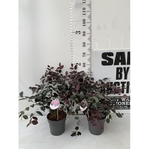 9 - TWO LOROPETALUM CHINESE FRINGE FLOWER 'FIRE DANCE' IN 2 LTR POTS. EVERGREEN WITH BRIGHT PINK STRAP F... 