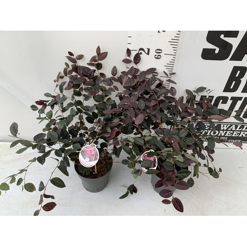 9 - TWO LOROPETALUM CHINESE FRINGE FLOWER 'FIRE DANCE' IN 2 LTR POTS. EVERGREEN WITH BRIGHT PINK STRAP F... 