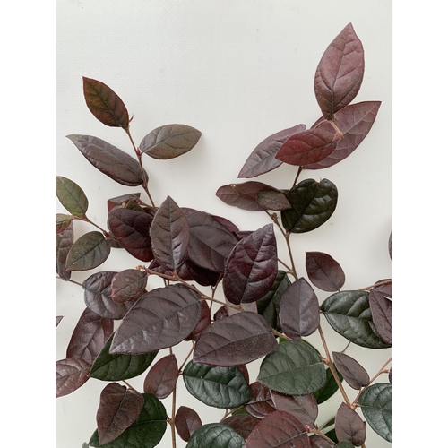 9 - TWO LOROPETALUM CHINESE FRINGE FLOWER 'FIRE DANCE' IN 2 LTR POTS. EVERGREEN WITH BRIGHT PINK STRAP F... 